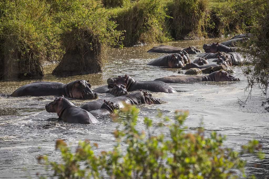 Discover the 11 Countries That Touch the Nile River