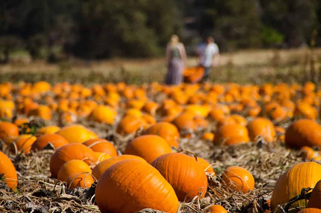 Explore the 6 Best Pumpkin Patches in Northern California To Embrace The Fall Season