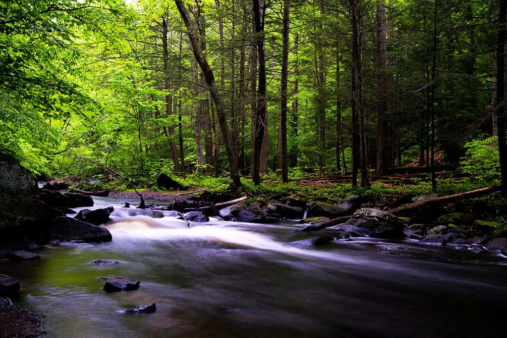 10 Natural Springs in New Jersey And Where To Find Them