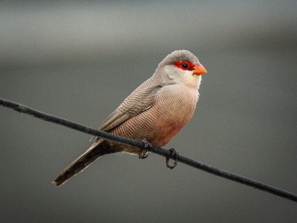 Birds with Red Beaks: 20 Species With This Unique Marking