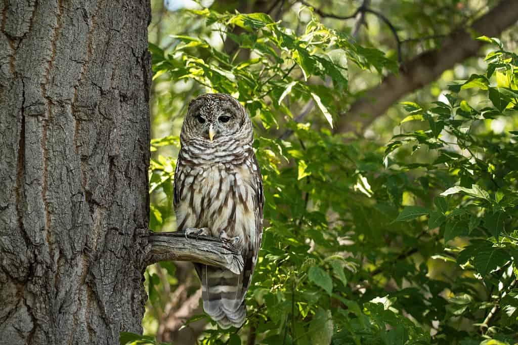 15 Owls That Live in California (and Where You're Likely to See Them)