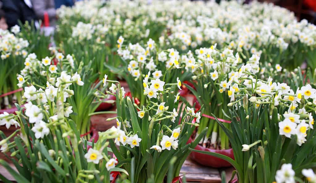 Daffodil Flowers: Meaning, Symbolism, and Proper Occasions