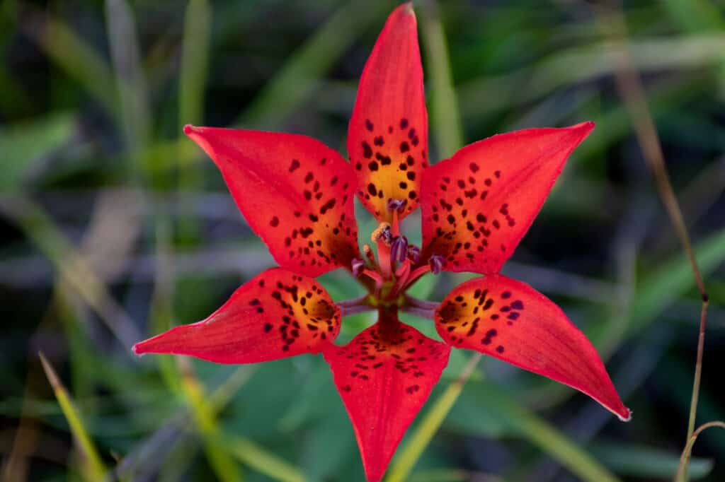 10 Fun and Amazing Facts That Make Lilies Unlike Any Other Flower