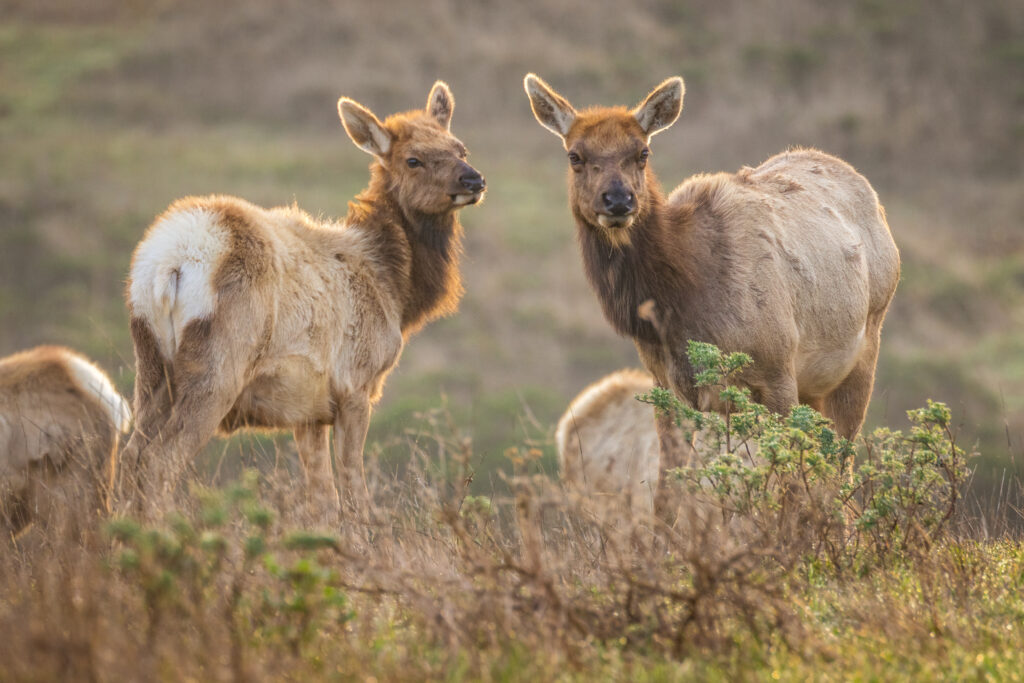 Baby Elk Calf: 8 Pictures and 7 Amazing Facts