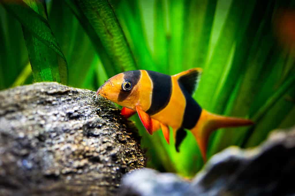 The 5 Best Freshwater Fish That Love Eating Snails