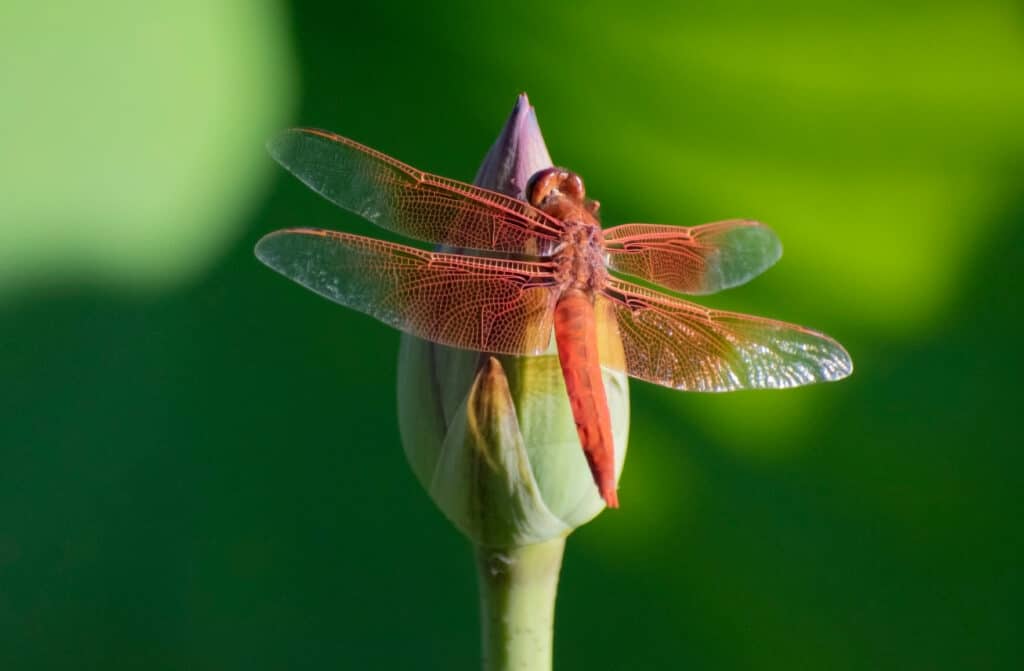 Where Do Dragonflies Go at Night to Sleep?