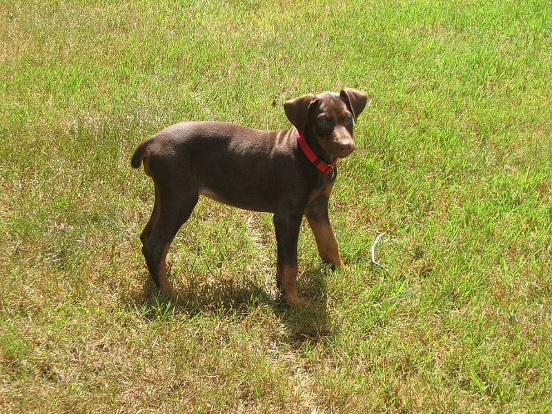 Doberman Pinscher Progression: Growth Chart, Milestones, and Training Tips