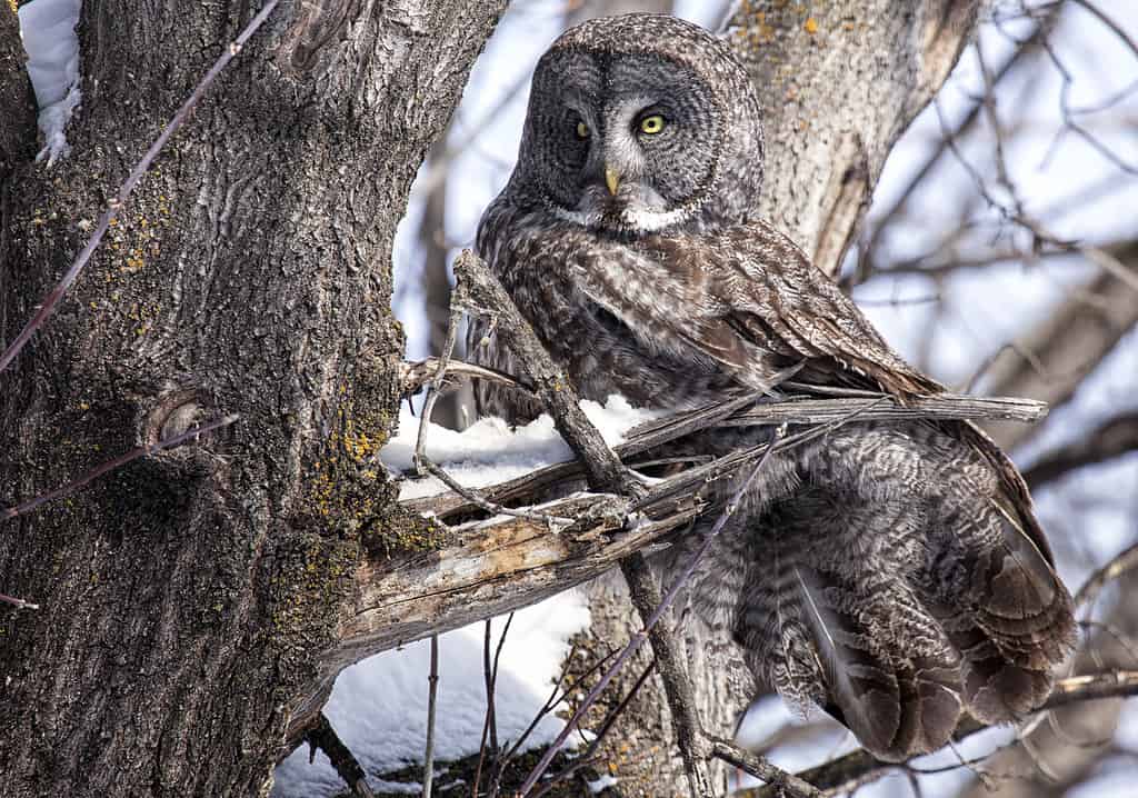 15 Owls That Live in California (and Where You're Likely to See Them)