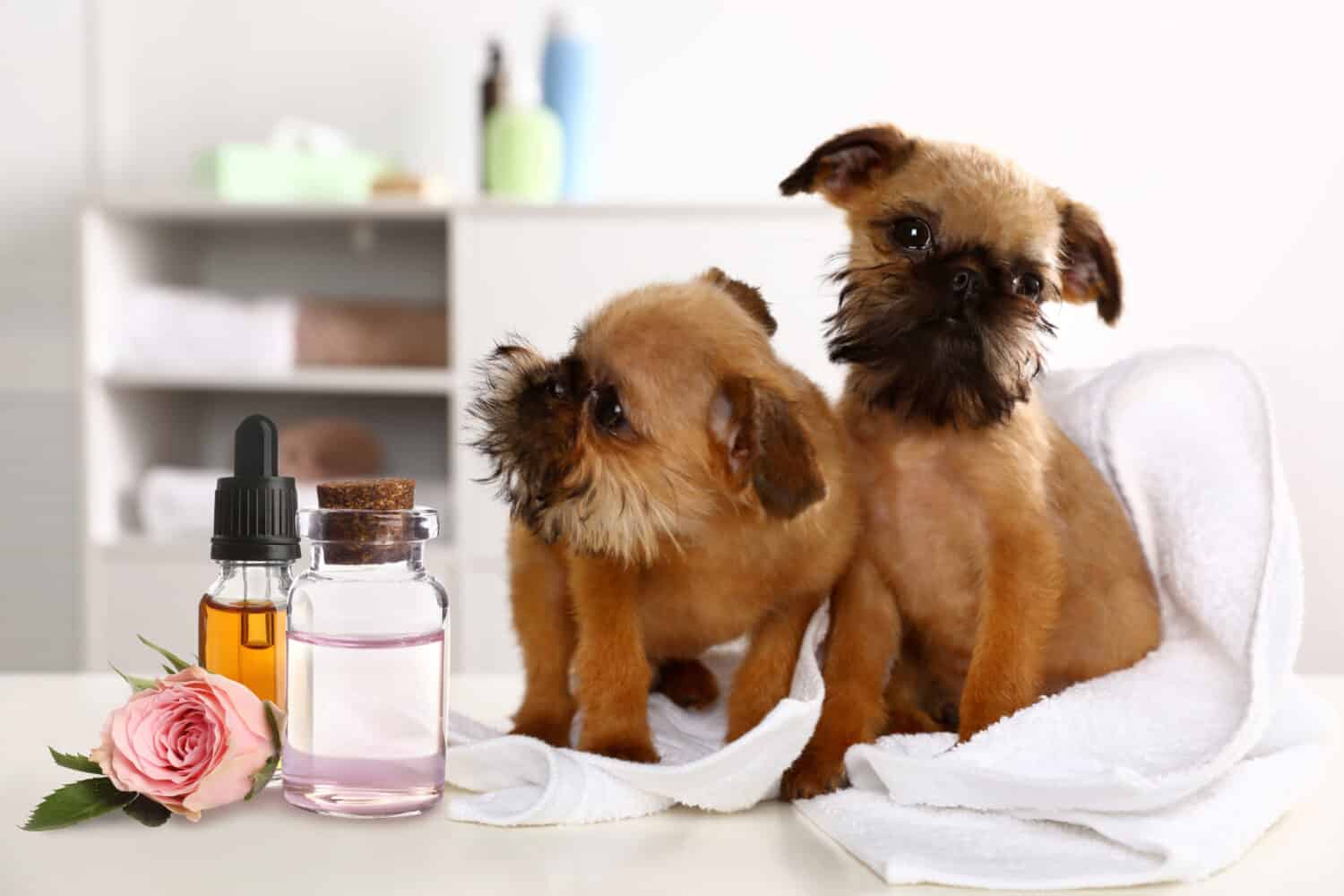 Are Essential Oils Safe for Dogs?