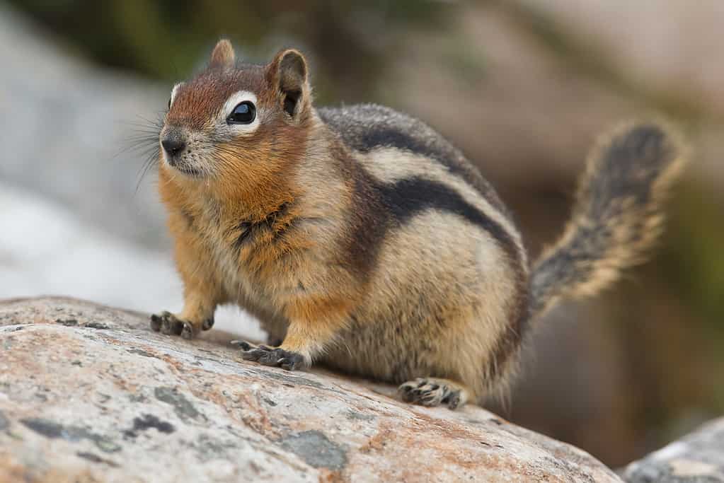 Discover Why Squirrels Hurriedly Bury Nuts in the Ground