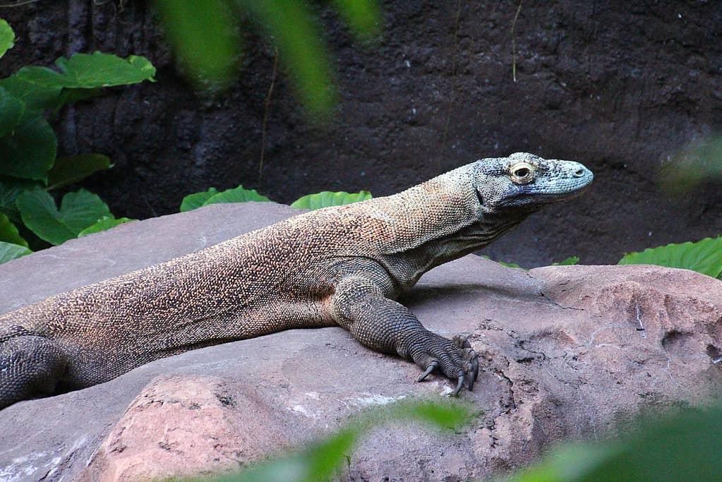 Discover 42 Amazing Zoos Where You Can See Komodo Dragons