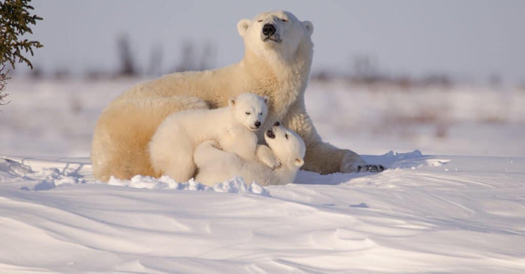 Male vs Female Polar Bears: 6 Key Differences