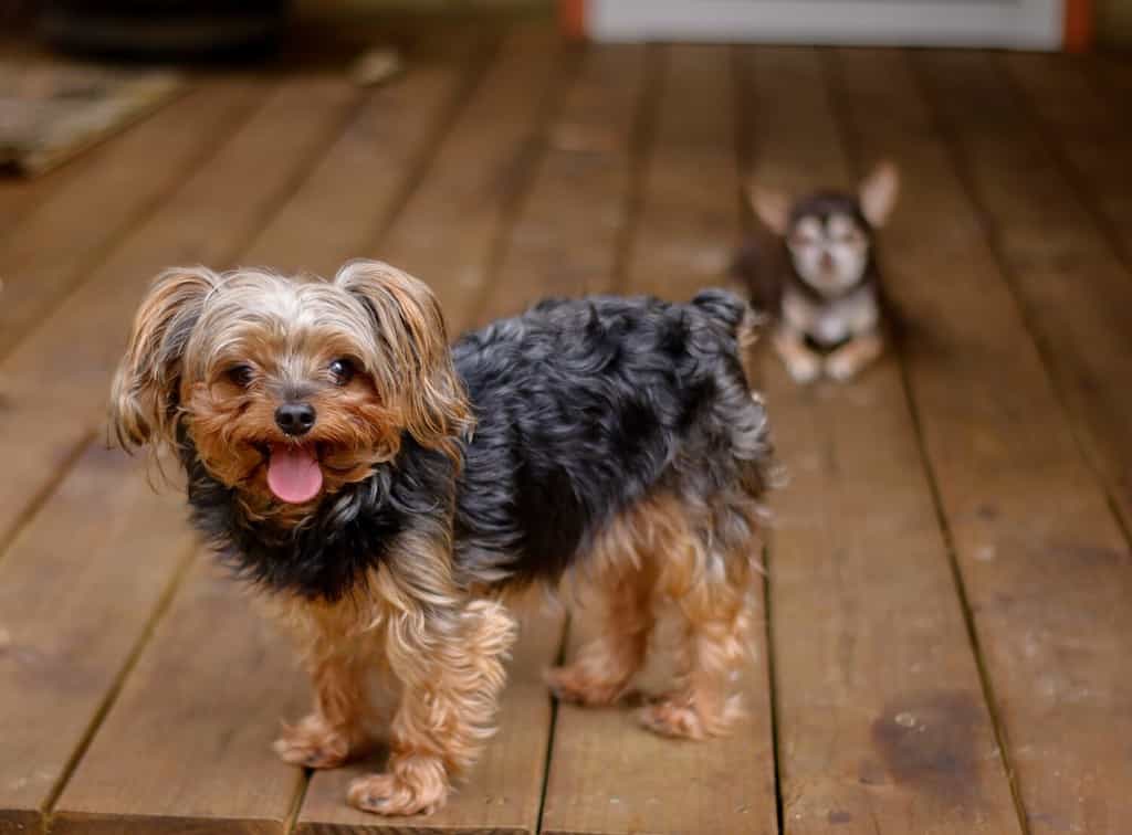 Are Yorkshire Terriers the Most Troublesome Dogs? 21 Common Complaints About Them 