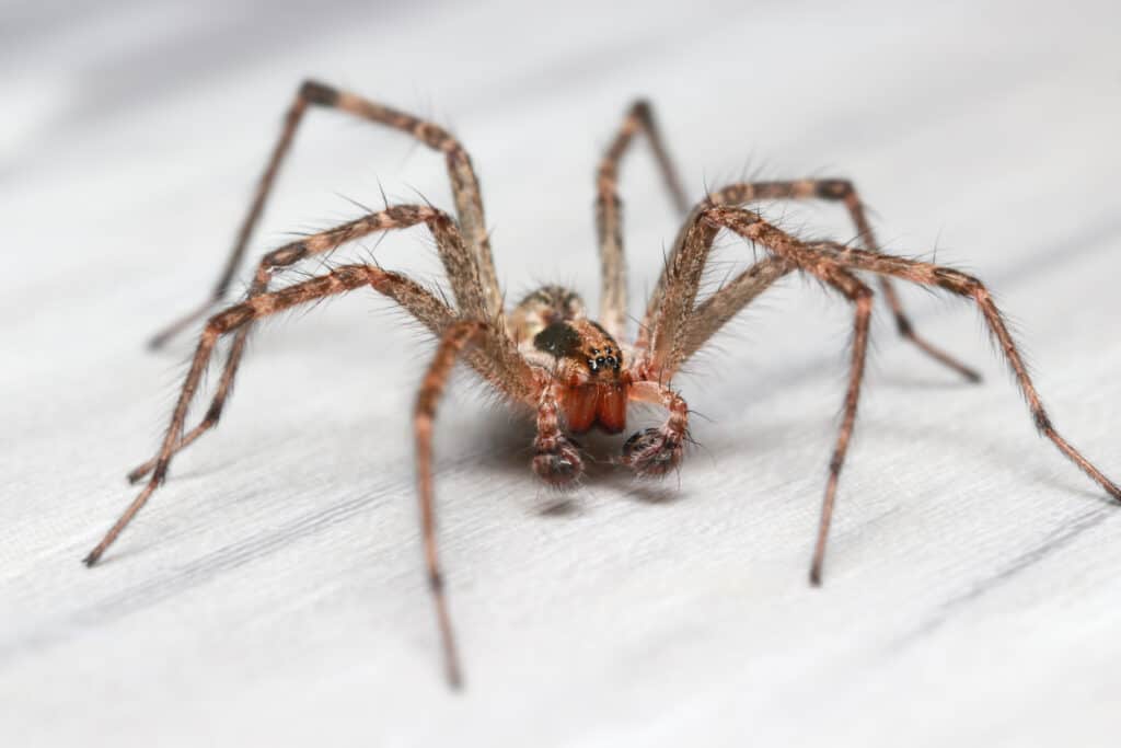 10 Spiders Crawling Around Fort Worth