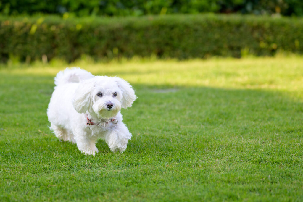 Havanese Progression: Growth, Milestones, and Training Tips