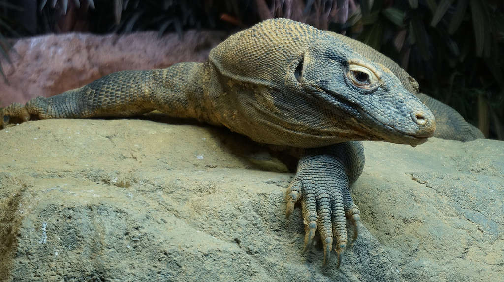 Discover 42 Amazing Zoos Where You Can See Komodo Dragons