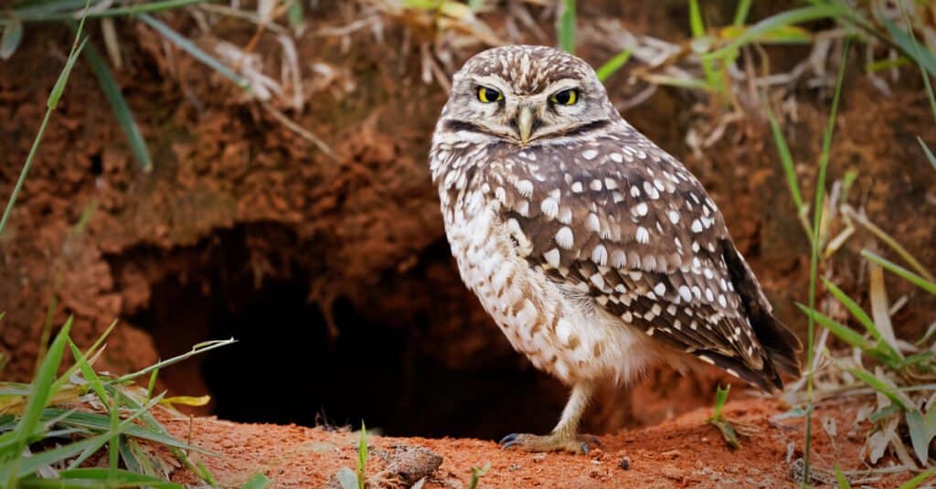 15 Owls That Live in California (and Where You're Likely to See Them)