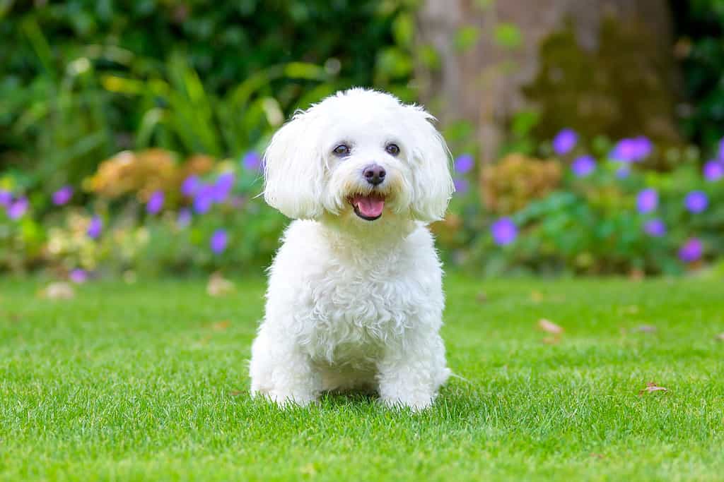 Havanese Progression: Growth, Milestones, and Training Tips