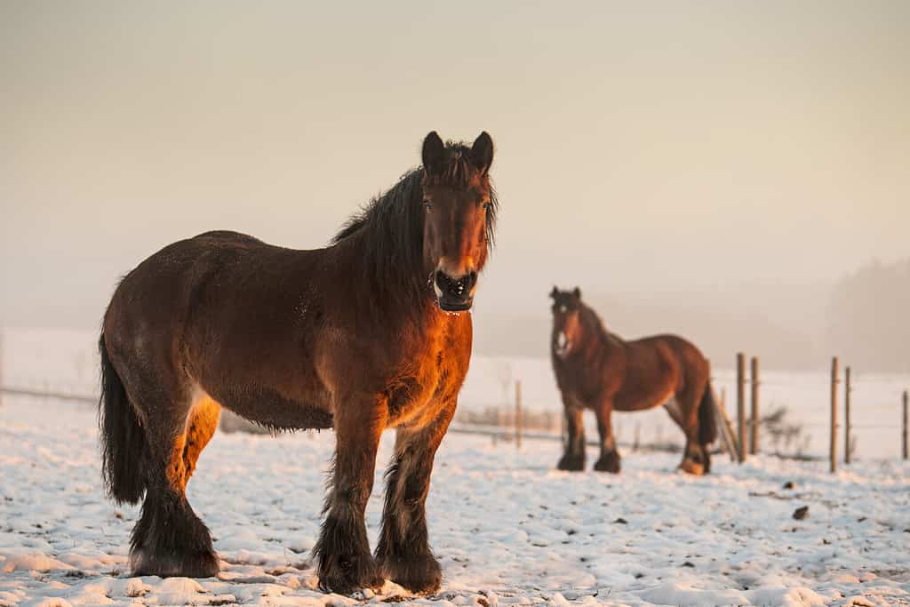 Male vs Female Horses: 5 Key Differences