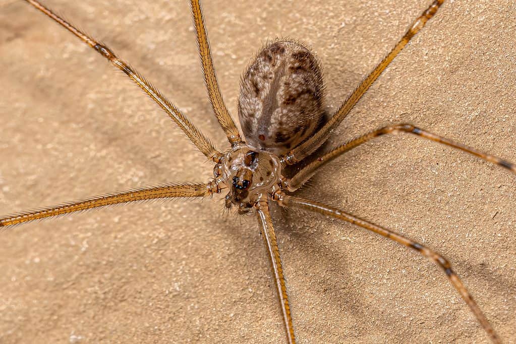 10 Spiders Crawling Around Fort Worth