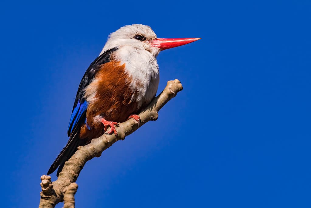 Birds with Red Beaks: 20 Species With This Unique Marking