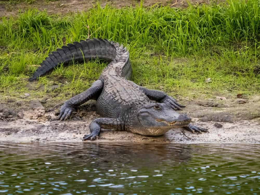 Discover The 7 Largest Alligators Ever Found in Georgia