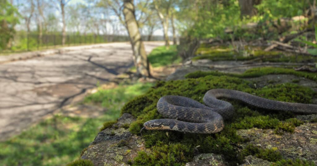 Discover 12 Creatures Living in Lake Michigan... Are Any Dangerous?