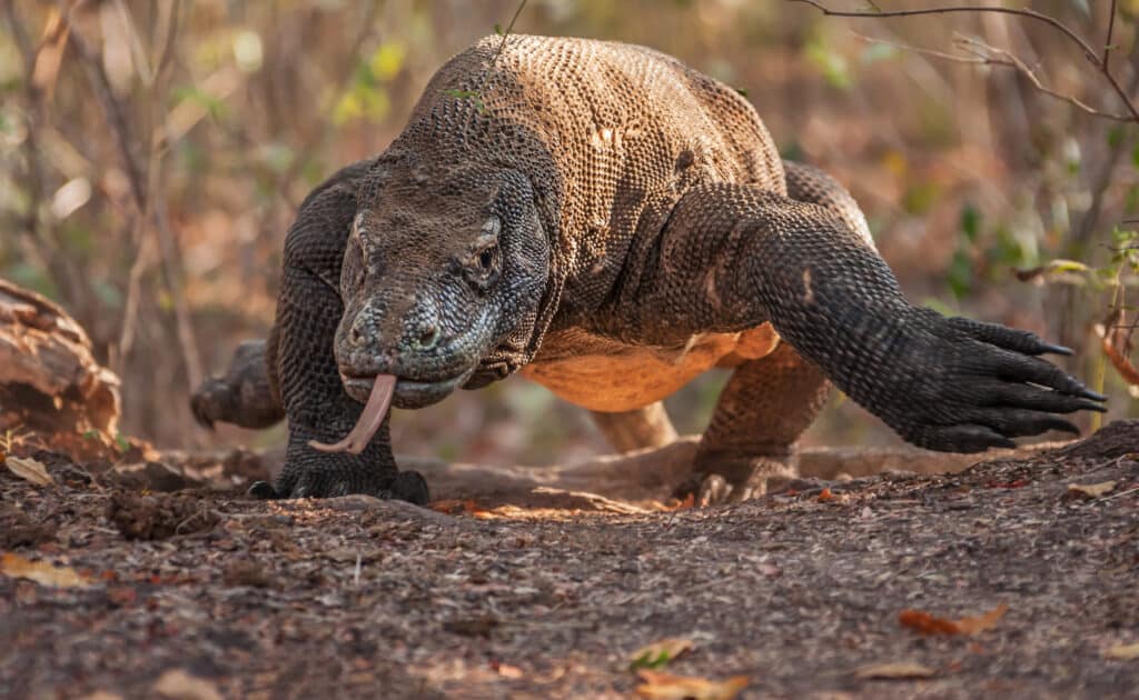 Discover 42 Amazing Zoos Where You Can See Komodo Dragons