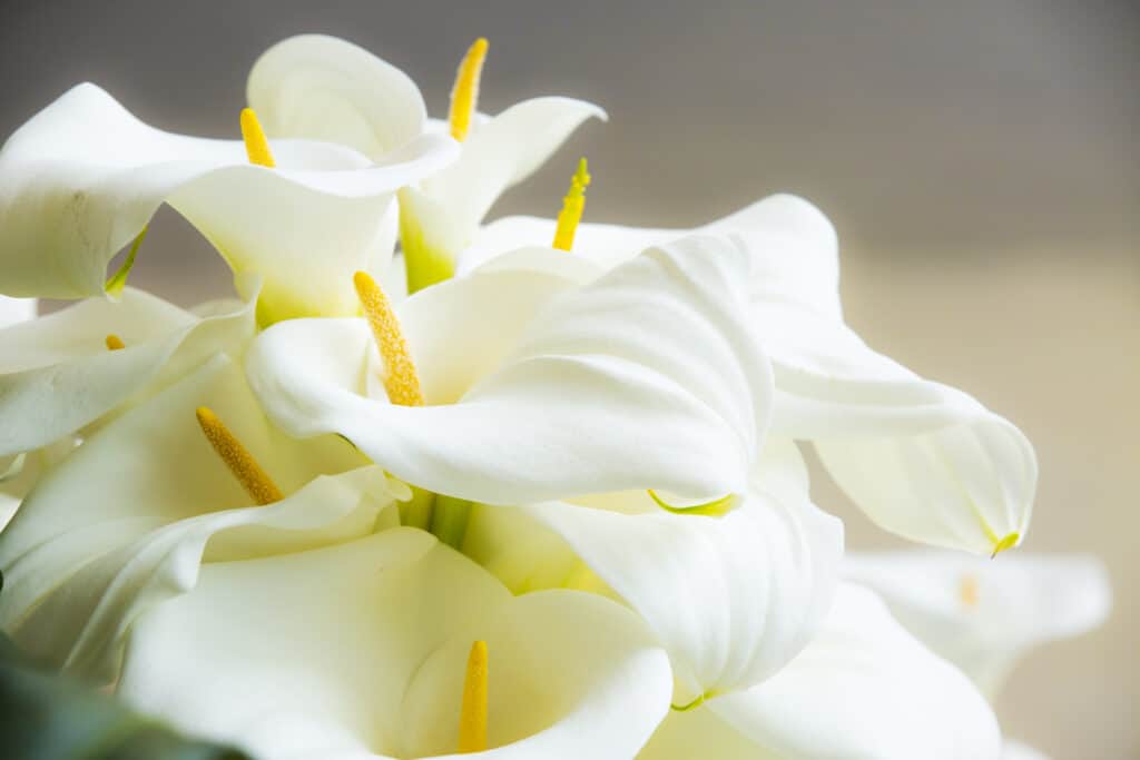 10 Fun and Amazing Facts That Make Lilies Unlike Any Other Flower