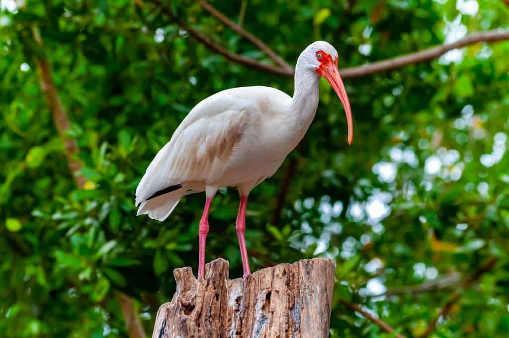 Birds with Red Beaks: 20 Species With This Unique Marking