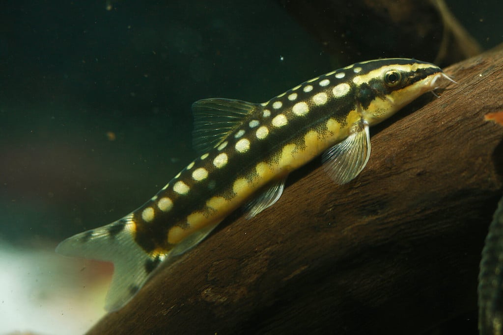 The 5 Best Freshwater Fish That Love Eating Snails