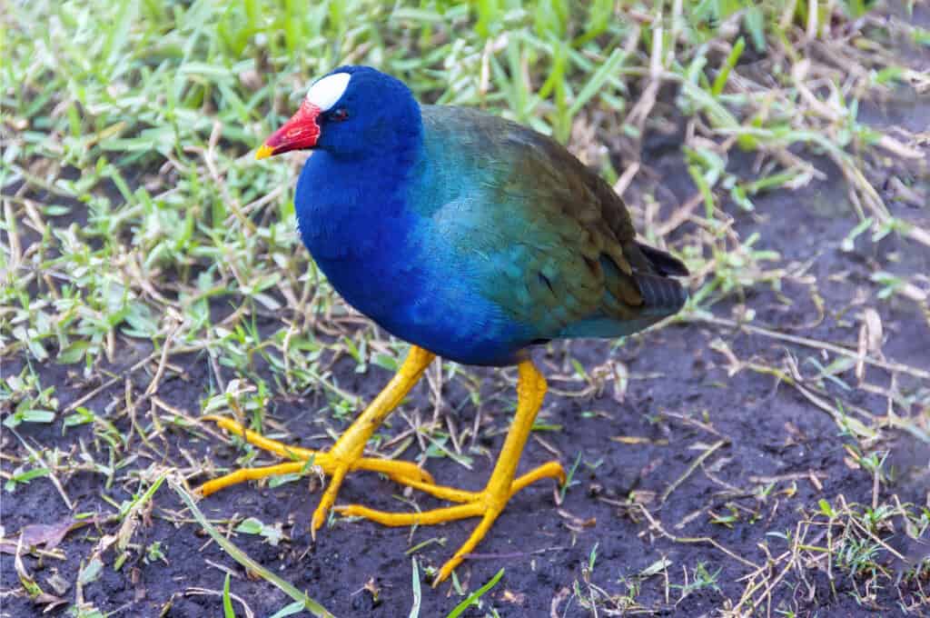 Birds with Red Beaks: 20 Species With This Unique Marking