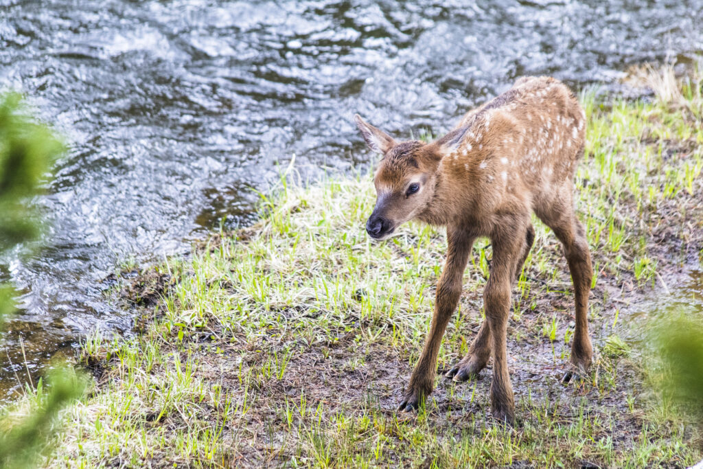 Baby Elk Calf: 8 Pictures and 7 Amazing Facts