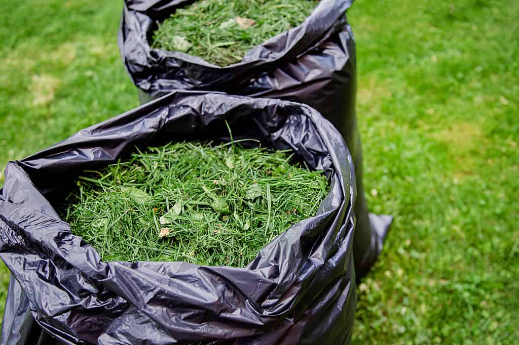 5 Reasons You Need To Buy a Leaf Blower This Fall 