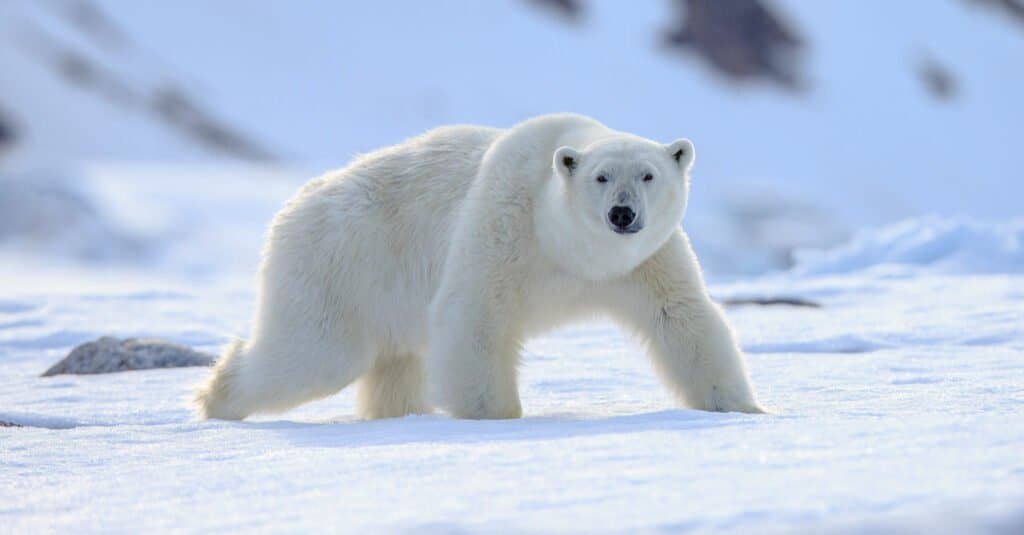 Male vs Female Polar Bears: 6 Key Differences