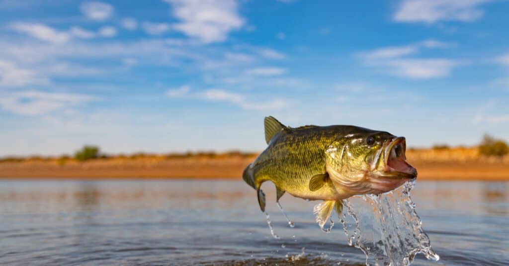 Discover 12 Creatures Living in Lake Michigan... Are Any Dangerous?