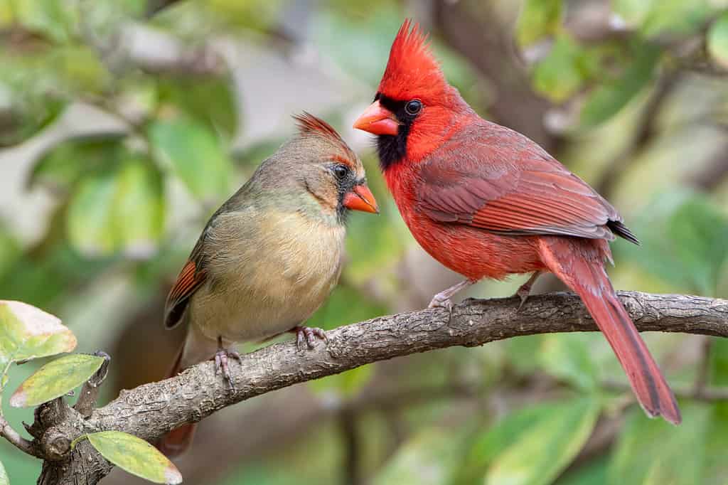 Discover the Official State Bird of North Carolina