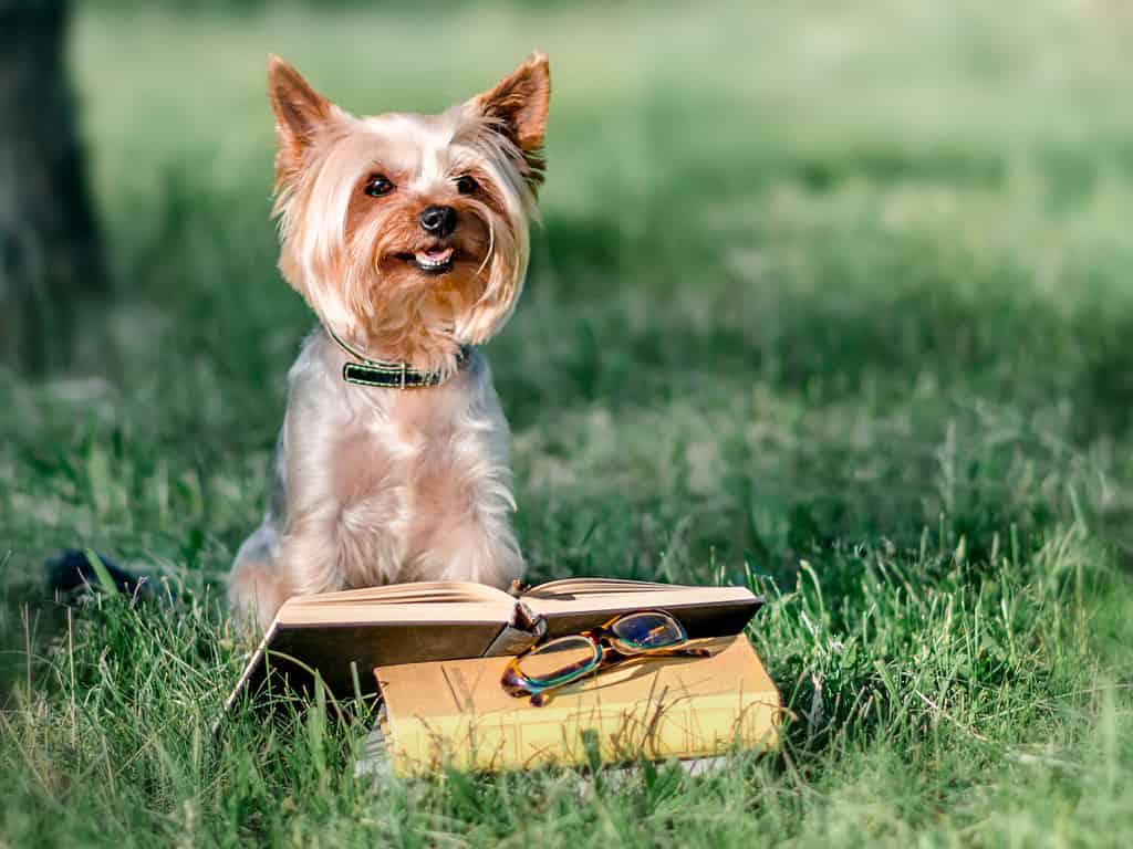 Are Yorkshire Terriers the Most Troublesome Dogs? 21 Common Complaints About Them 