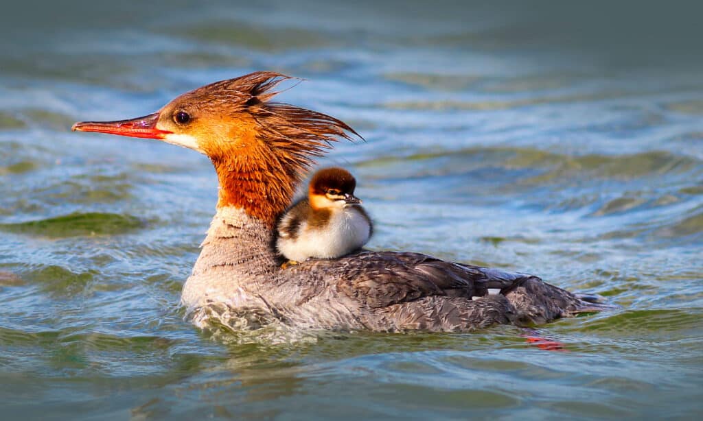 Birds with Red Beaks: 20 Species With This Unique Marking