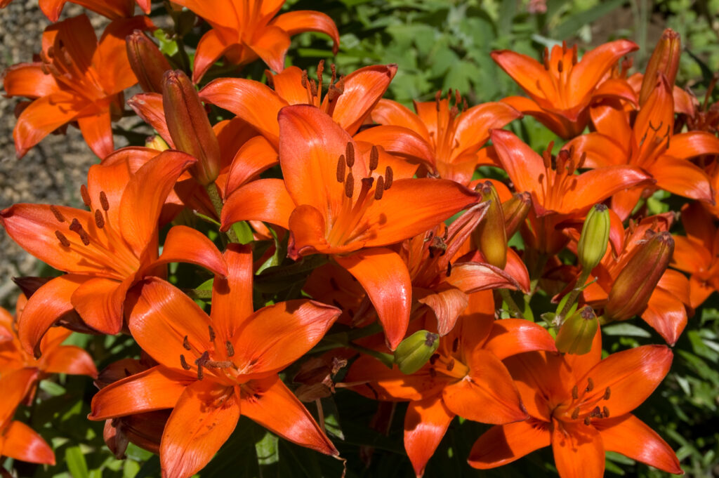 10 Fun and Amazing Facts That Make Lilies Unlike Any Other Flower