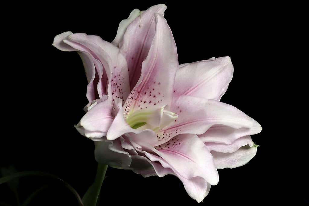 10 Fun and Amazing Facts That Make Lilies Unlike Any Other Flower