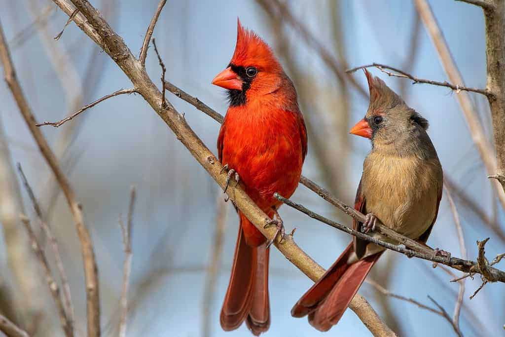 Birds with Red Beaks: 20 Species With This Unique Marking