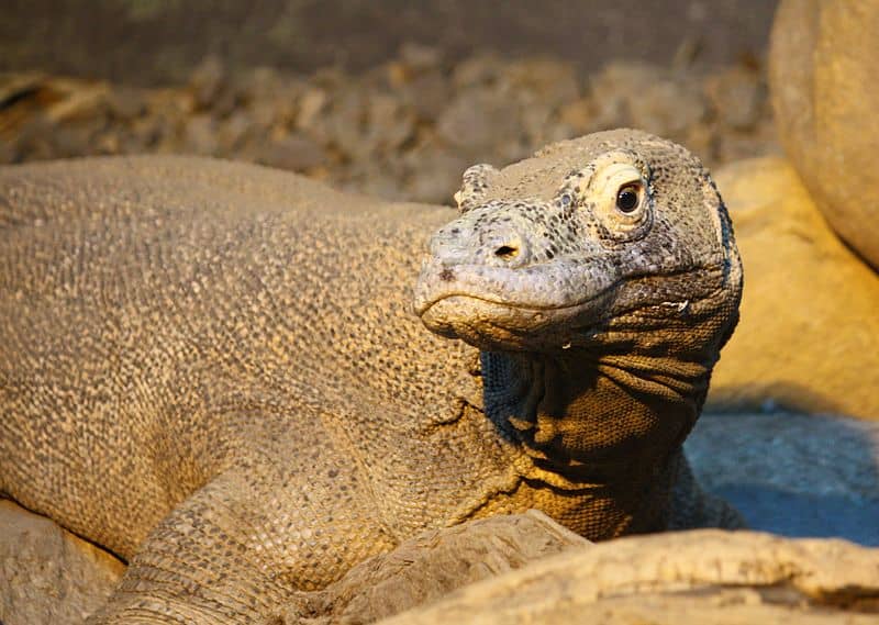 Discover 42 Amazing Zoos Where You Can See Komodo Dragons