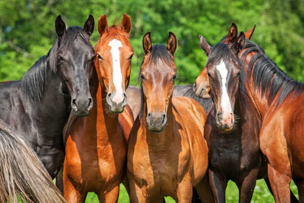 Male vs Female Horses: 5 Key Differences