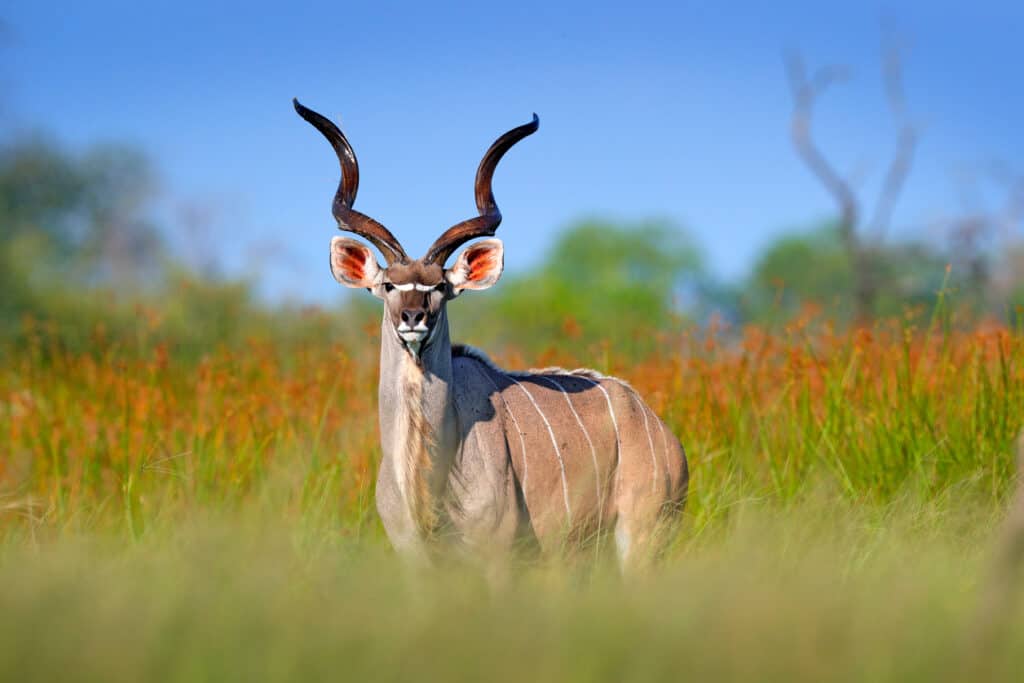 The Complete List of 57 African Animals With Horns