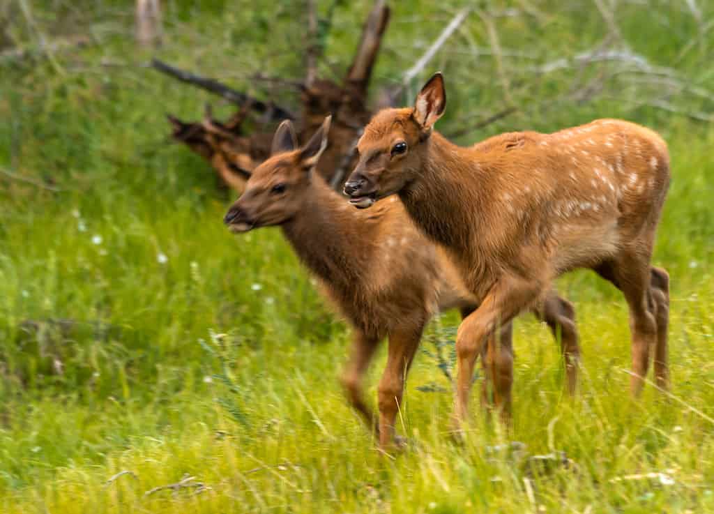 Baby Elk Calf: 8 Pictures and 7 Amazing Facts