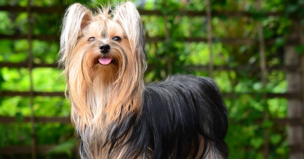 Are Yorkshire Terriers the Most Troublesome Dogs? 21 Common Complaints About Them 