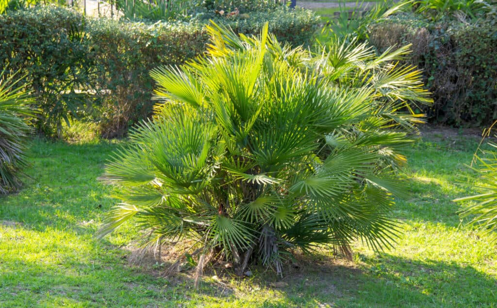 12 Amazing Types of Palm Trees You'll See in South Carolina