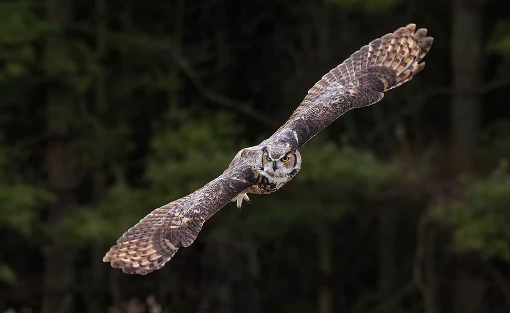 15 Owls That Live in California (and Where You're Likely to See Them)