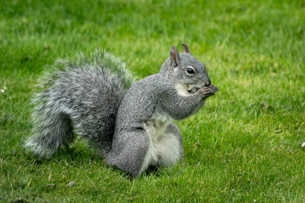 Discover Why Squirrels Hurriedly Bury Nuts in the Ground